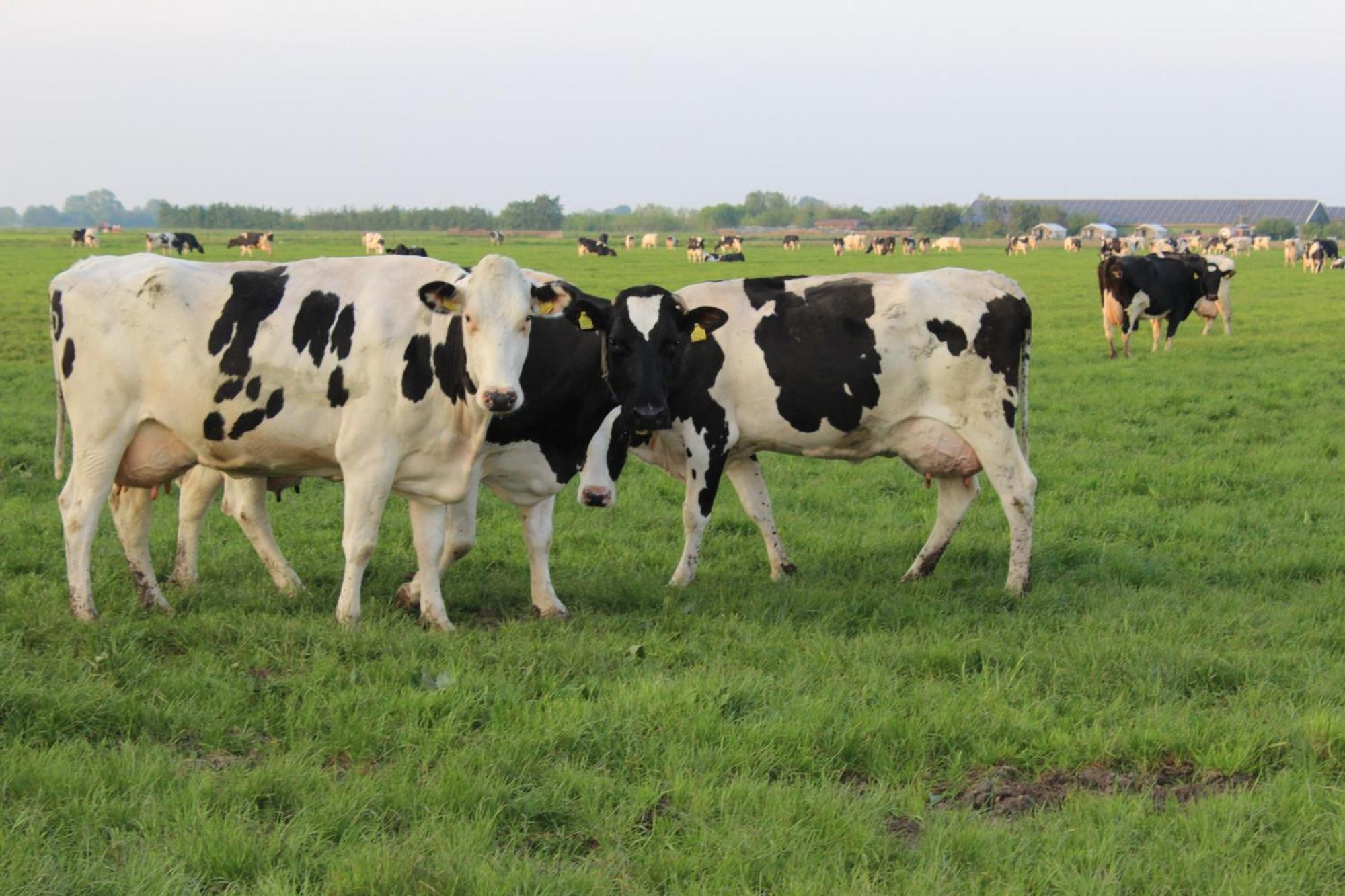 Boerderij Camping Nixhoeve Genderen Kültér fotó